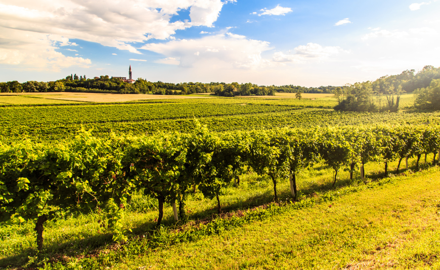 Il Refosco: un Tesoro Rosso dell'Italia