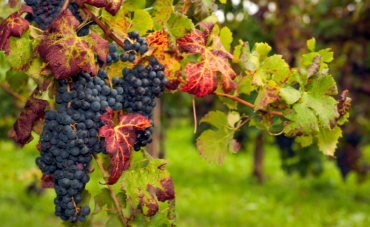 Il Refosco: un Tesoro Rosso dell'Italia Il Refosco: un Tesoro Rosso dell'Italia